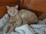 Cat'Pat