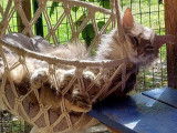 Cat'Pat