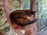 Cat'Pat
