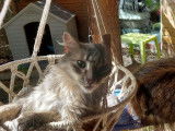 Cat'Pat