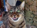 Cat'Pat