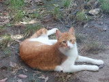 Cat'Pat