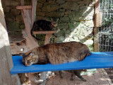 Cat'Pat