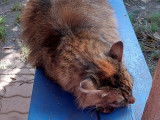 Cat'Pat