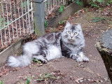 Cat'Pat