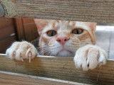 Cat'Pat
