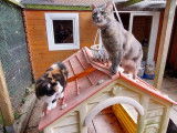 Cat'Pat