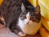 Cat'Pat