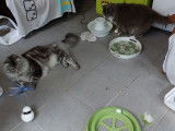 Cat'Pat