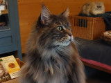 Cat'Pat