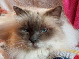 Cat'Pat