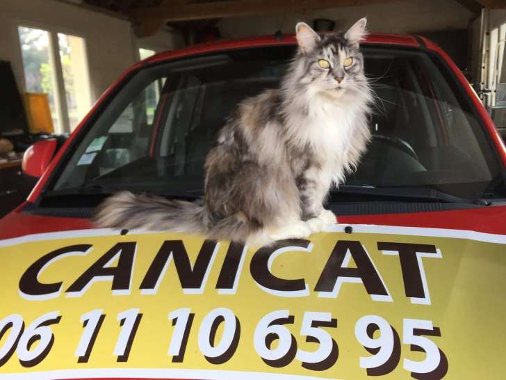 Canicat