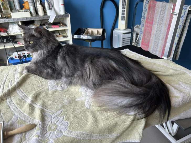 Le Caniche Royal