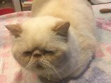 Le Caniche Royal