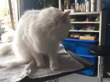 Le Caniche Royal