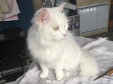 Le Caniche Royal