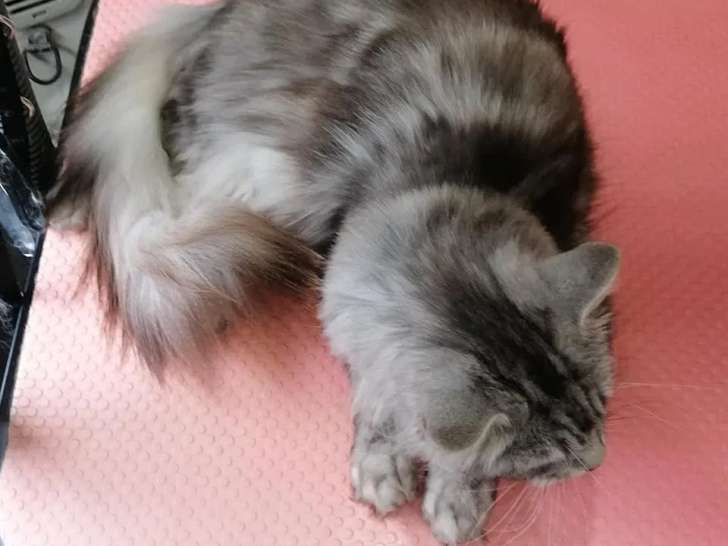 Griffes et Mouss'tâches