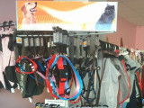 Dog and Cat Institut