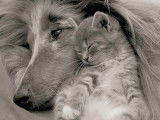 Coiffure canine