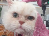 Toutouchat tout