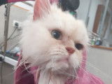 Toutouchat tout