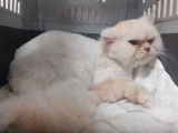 Toutouchat tout