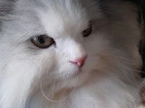 Toutouchat tout
