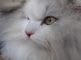 Toutouchat tout
