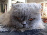 Toutouchat tout