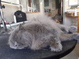 Toutouchat tout