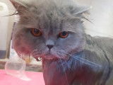Toutouchat tout