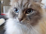 Toutouchat tout