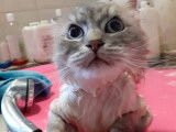 Toutouchat tout