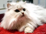 Ice, Persan Chinchilla