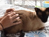Charlotte Coupé