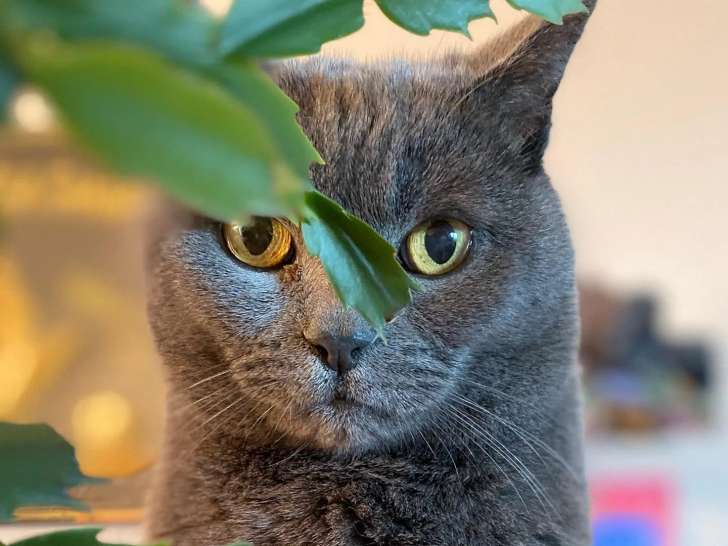 Barnab&eacute; le Pet-sitter