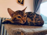 Julio chaton