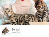 Mes chats