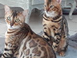 Brown tabby Spotted Rossette aux yeux verts