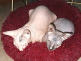 Mon couple de Donskoys ou appelé aussi Don Sphynx