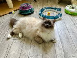 Au Paradis du Chat