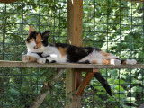 Au Paradis du Chat