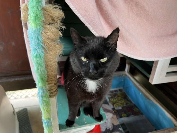Le Chat Botté