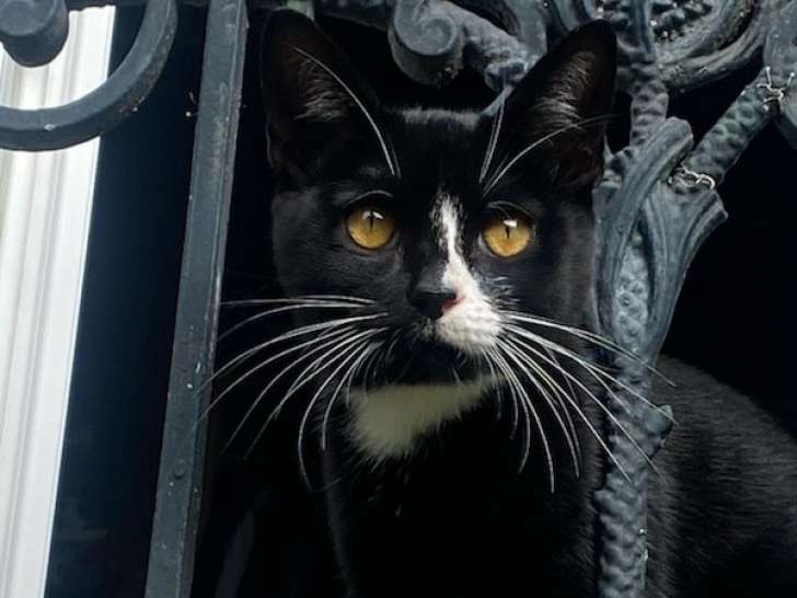Les Chats de Limeil