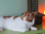 Nozanimo
