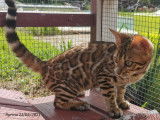 Syrma Femelle Brown Tabby