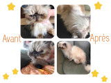 Cannelle avant et après son toilettage