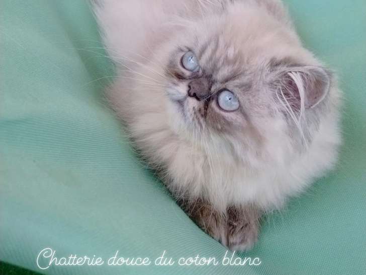 Chatterie Douce Du Coton Blanc