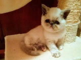 Chatterie Douce Du Coton Blanc