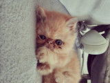 Chatterie Douce Du Coton Blanc